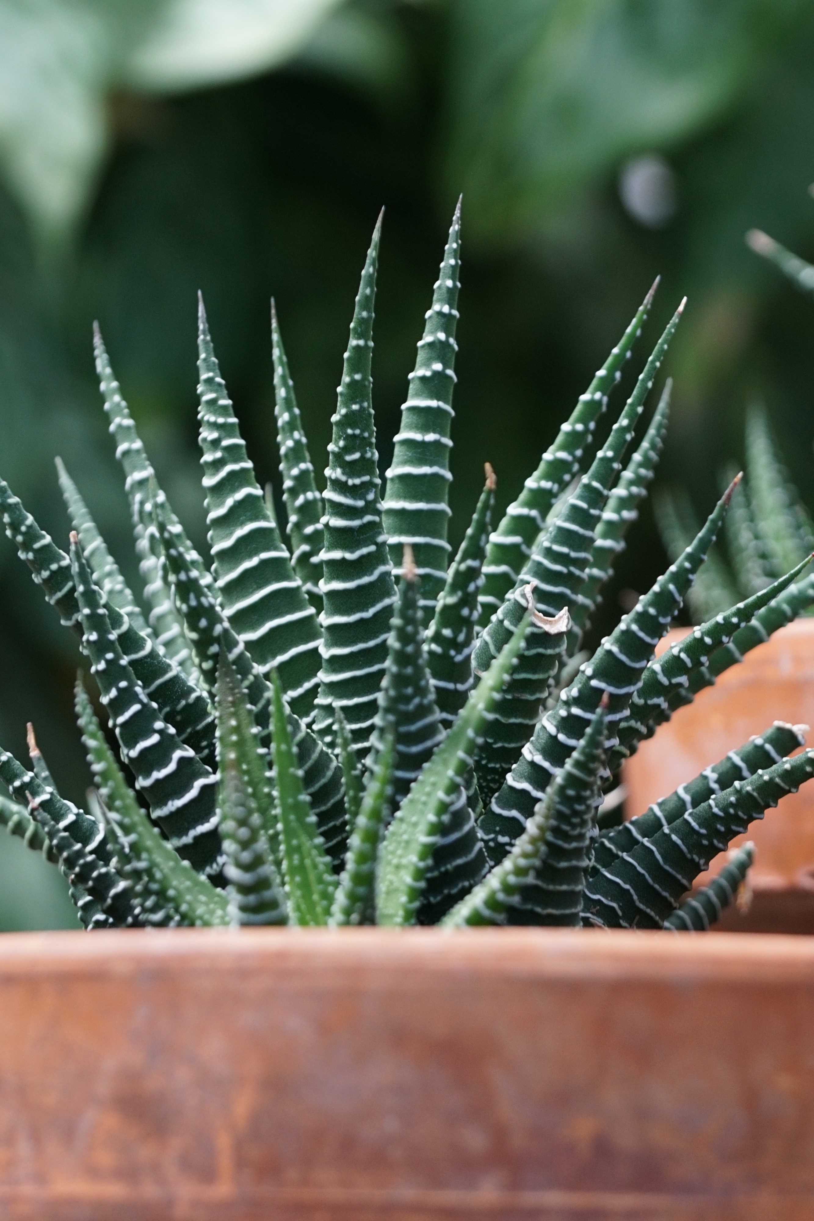 Planta Zebra