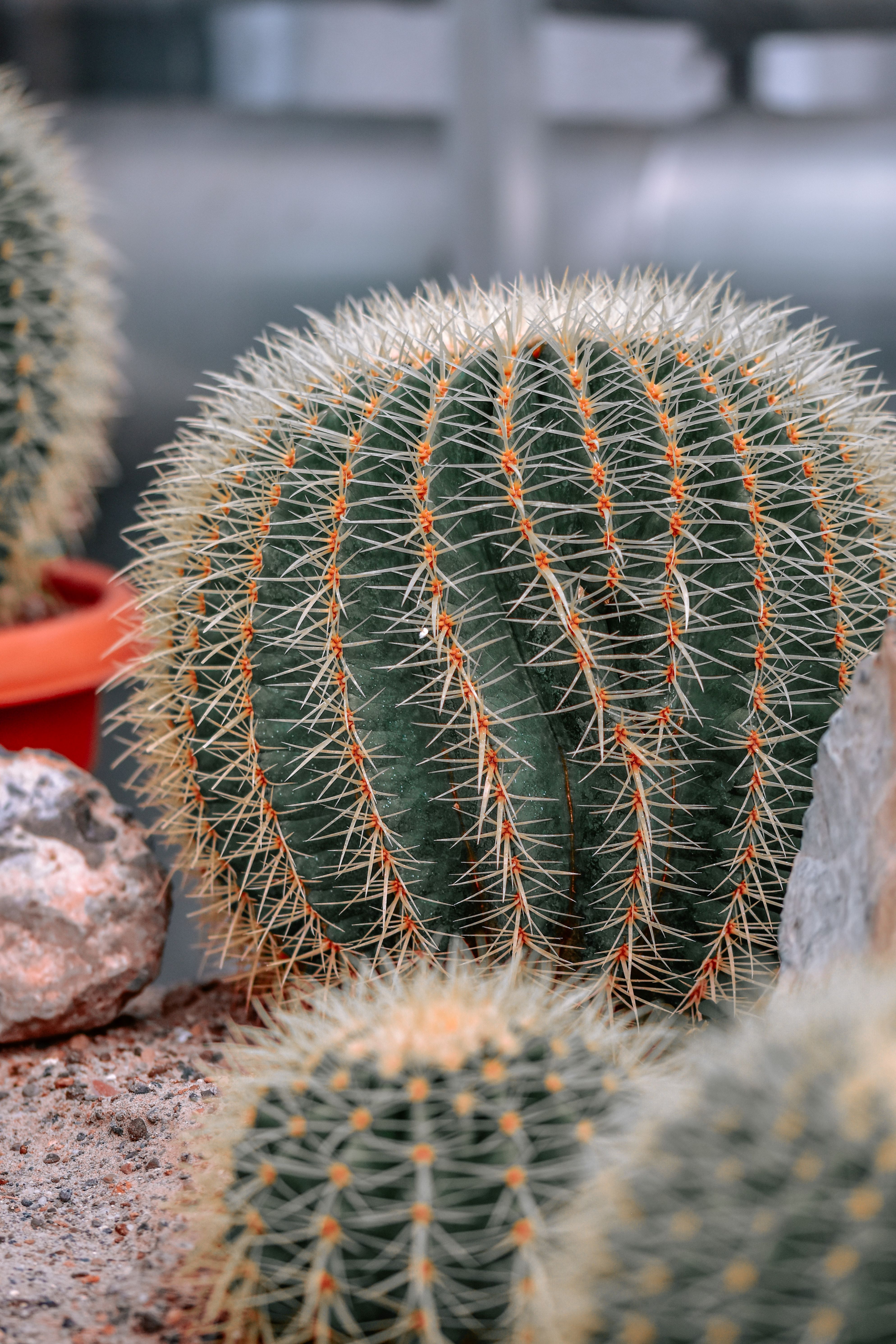 Echinocactus grusonii