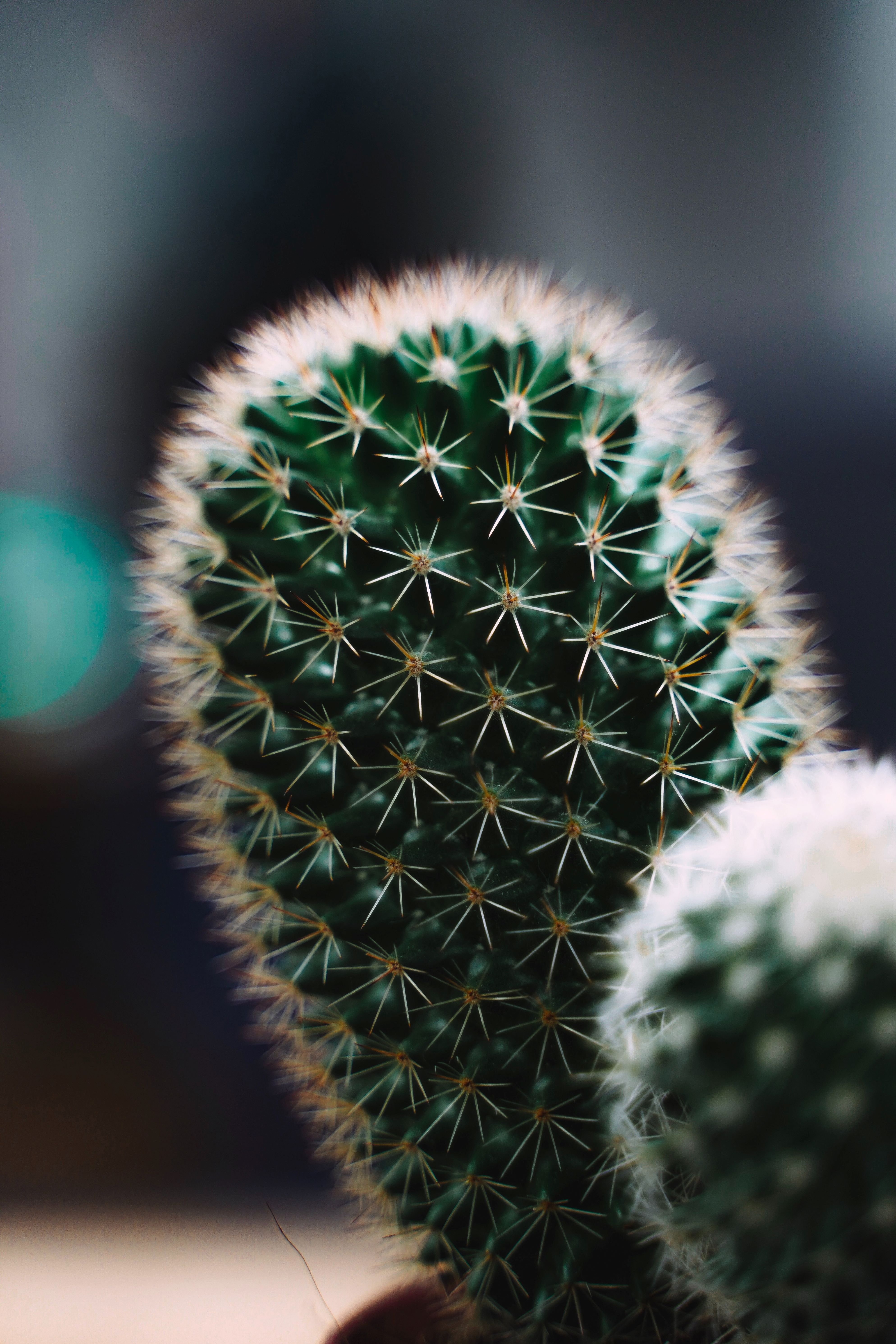Mammillaria