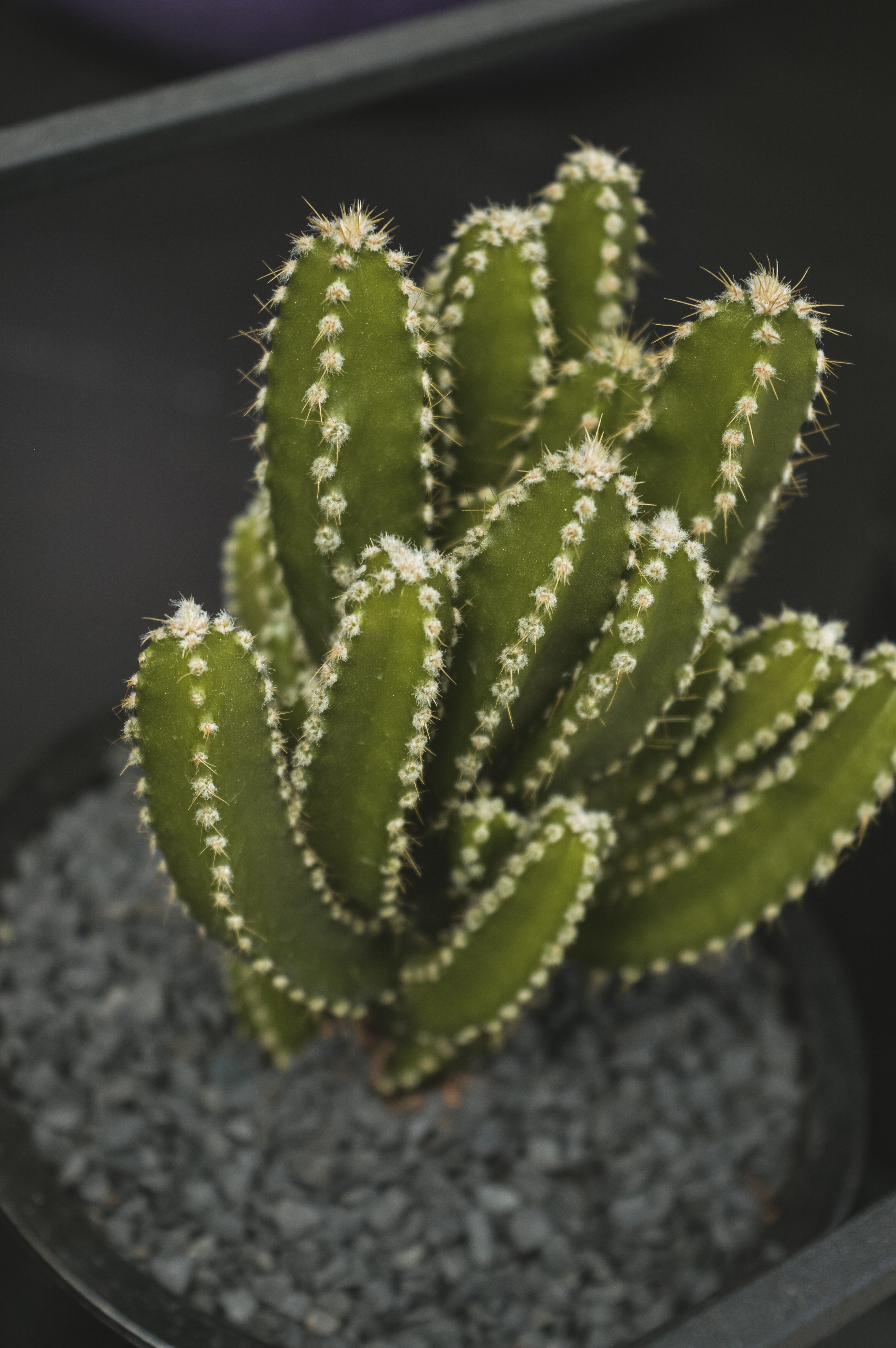 Acanthocereus tetragonus