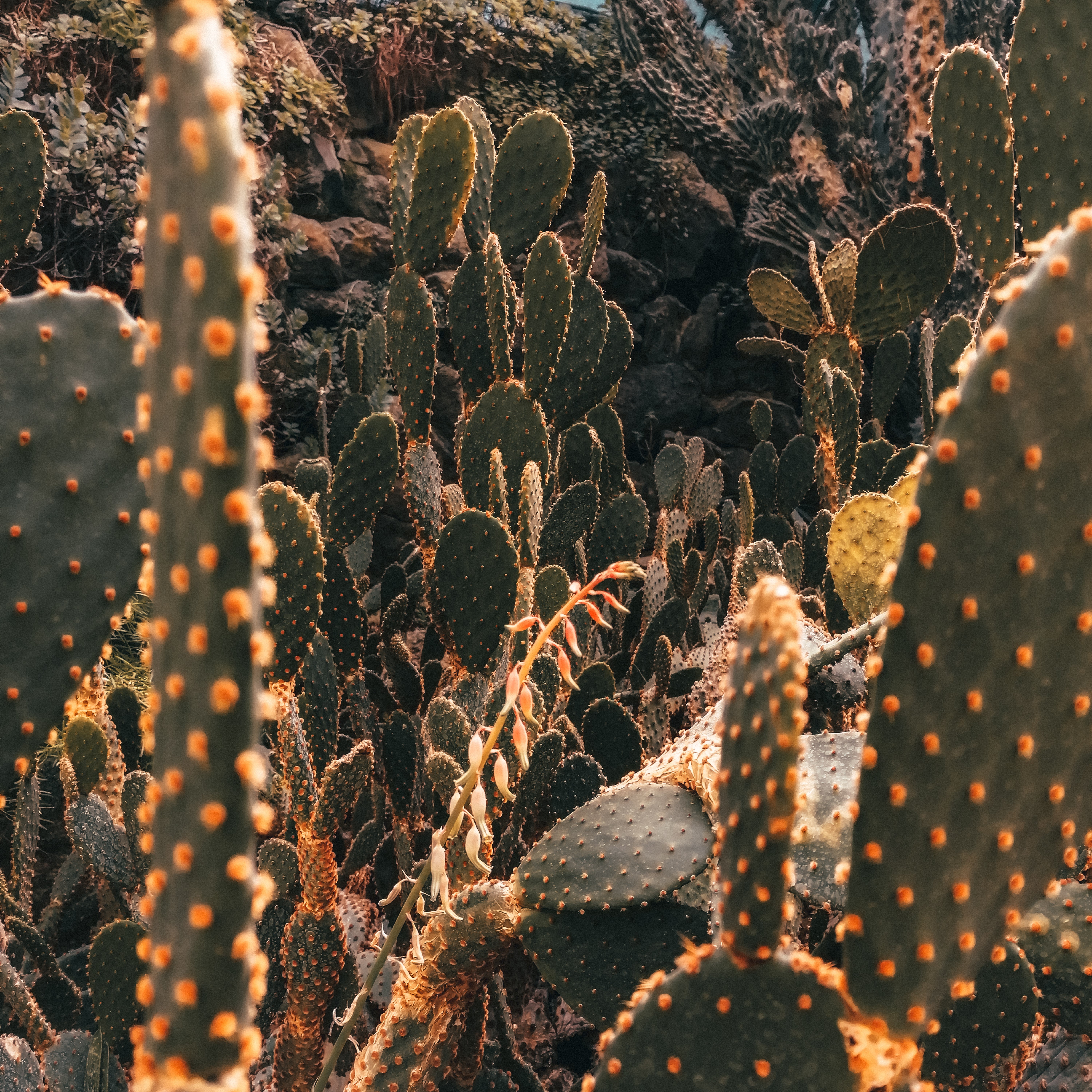 Imagem com Cactos