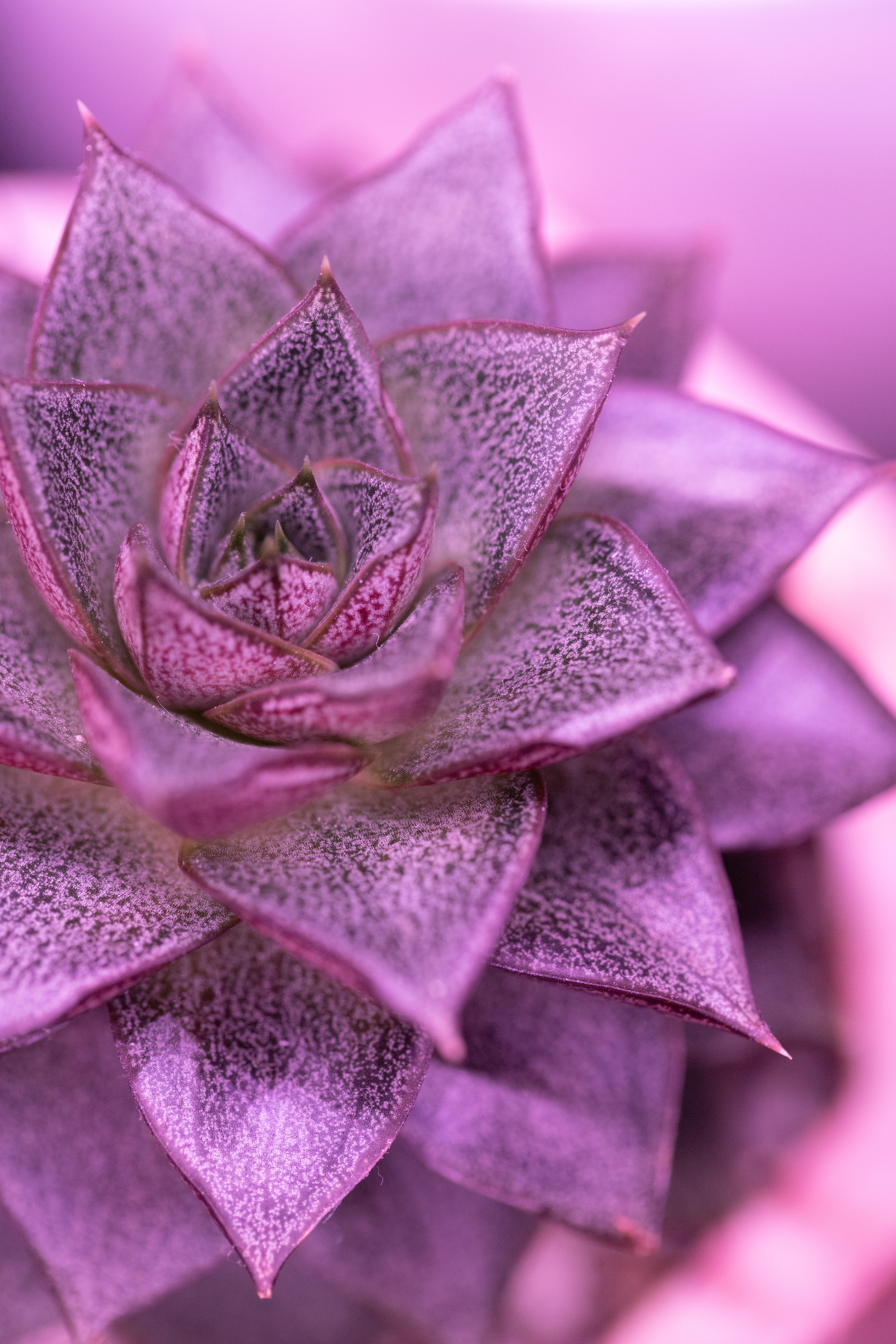 Echeveria